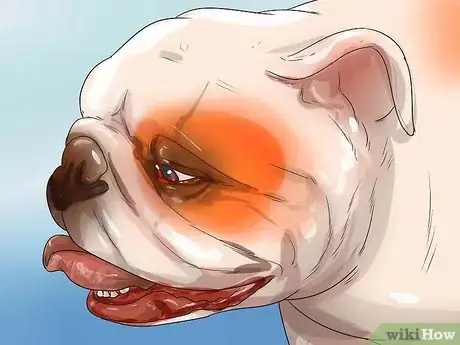 Image intitulée Diagnose Respiratory Problems in Bulldogs Step 2