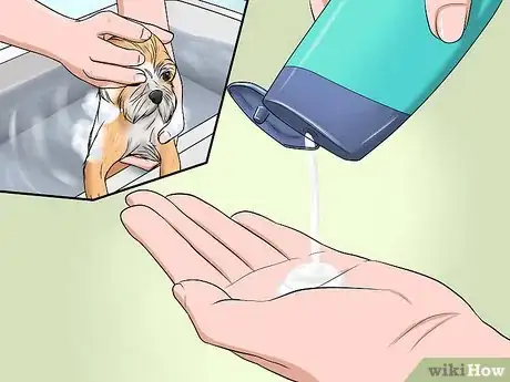 Image intitulée Bathe a Shih Tzu Puppy Step 10
