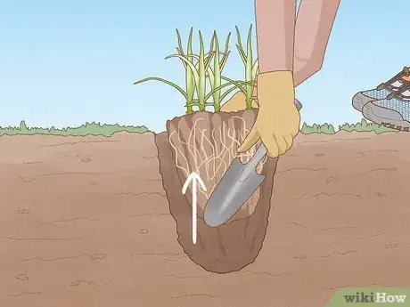 Image intitulée Get Rid of Nutgrass Step 7