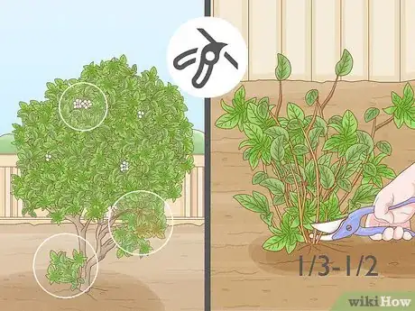 Image intitulée Grow Blueberries Step 14