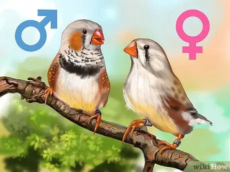 Image intitulée Raise Zebra Finches Step 10