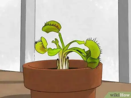 Image intitulée Choose a Venus Flytrap Step 12