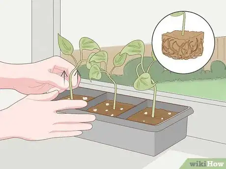 Image intitulée Grow Philodendron from Cuttings Step 13