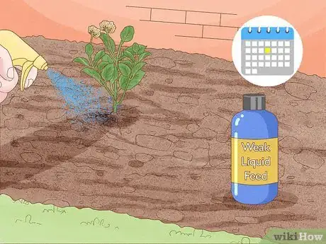 Image intitulée Grow Lantana Plants Step 10