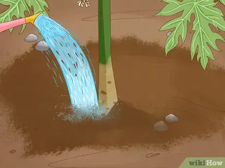 Image intitulée Grow Papaya Step 13