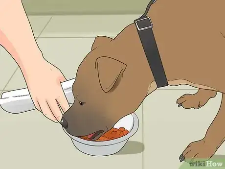 Image intitulée Rehabilitate an Overly Shy Dog Step 8