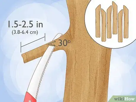 Image intitulée Grow Cinnamon Step 17