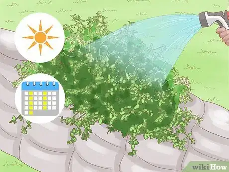 Image intitulée Grow Lantana Plants Step 16