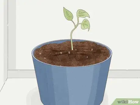 Image intitulée Grow Philodendron from Cuttings Step 20