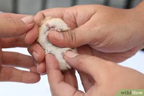 Image intitulée Care for a Hamster Step 11