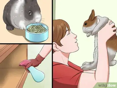 Image intitulée Buy a Rabbit Step 9