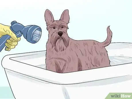 Image intitulée Groom a Miniature Schnauzer Step 2
