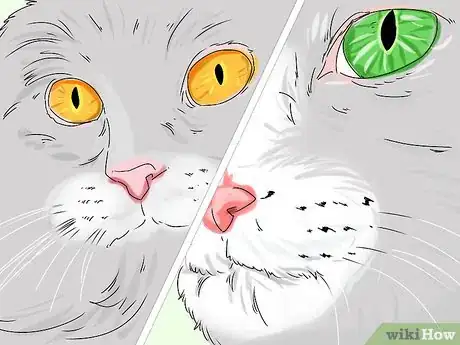 Image intitulée Identify a Siberian Cat Step 3