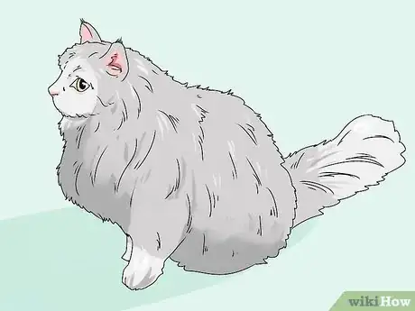 Image intitulée Identify a Siberian Cat Step 1
