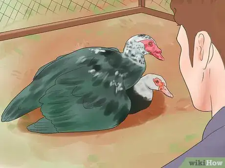 Image intitulée Breed Ducks Step 18
