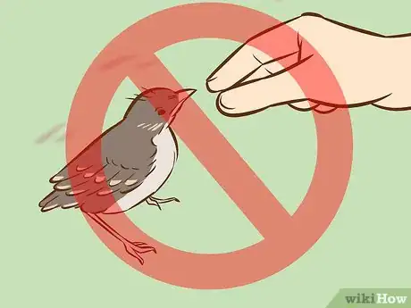 Image intitulée Help a Baby Bird That Has Fallen Out of a Nest Step 4