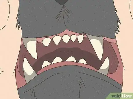 Image intitulée Know Your Cat's Age Step 1