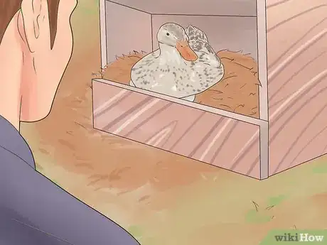 Image intitulée Breed Ducks Step 12