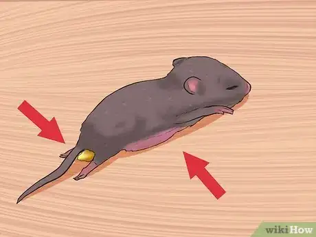 Image intitulée Care for Baby Mice Step 3