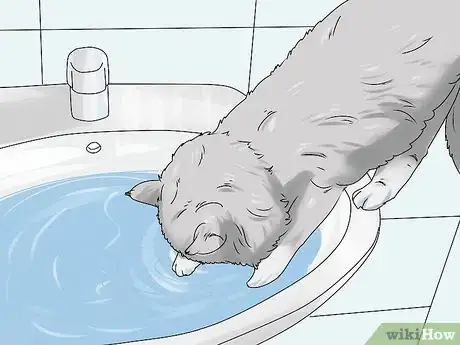 Image intitulée Identify a Siberian Cat Step 6