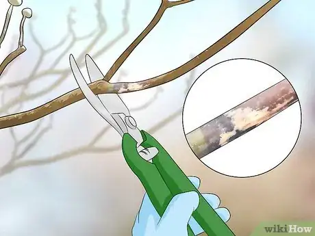 Image intitulée Prune a Dogwood Step 3