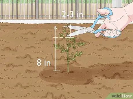 Image intitulée Grow Dill Step 8