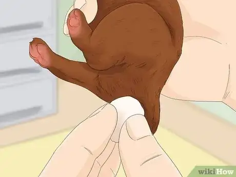 Image intitulée Handle a Mother Dog Refusing to Stay with Her Puppies Step 10