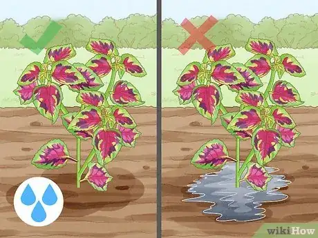 Image intitulée Grow Coleus Step 16