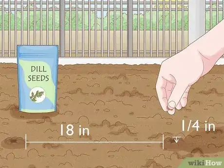 Image intitulée Grow Dill Step 4