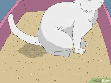 Image intitulée Know Your Cat's Age Step 8