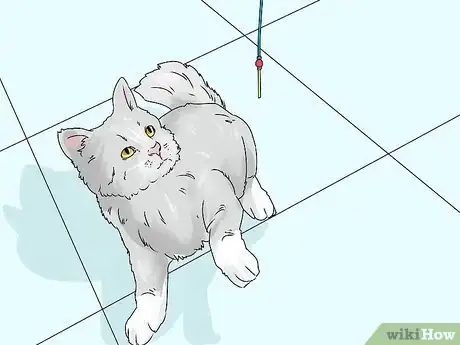 Image intitulée Identify a Siberian Cat Step 7