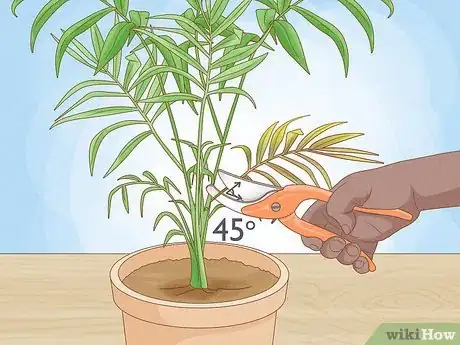 Image intitulée Prune Houseplants Step 3