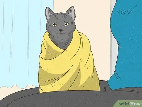 Image intitulée Get Mousetrap Glue Off a Cat Step 2