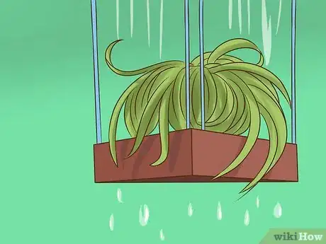 Image intitulée Care for Air Plants Step 2