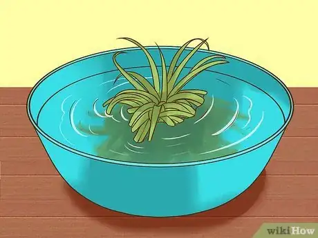 Image intitulée Care for Air Plants Step 3
