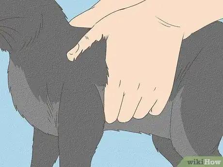 Image intitulée Know Your Cat's Age Step 4