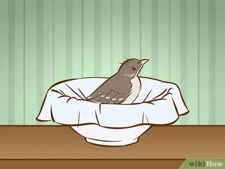 Image intitulée Help a Baby Bird That Has Fallen Out of a Nest Step 8