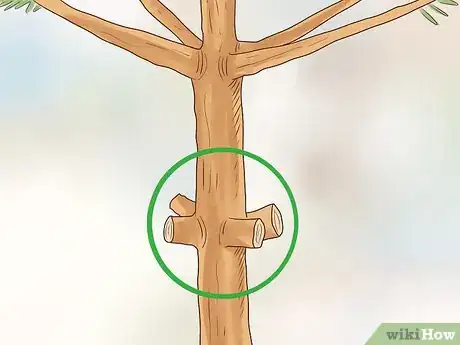 Image intitulée Determine the Age of a Tree Step 10