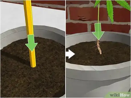Image intitulée Plant Clones Step 7