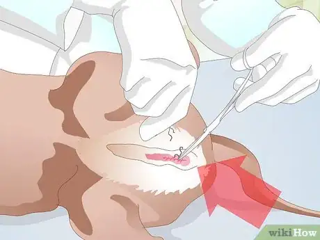 Image intitulée Care for Your Dog After Being Neutered Step 9