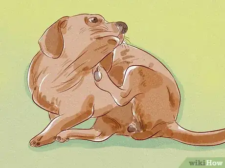 Image intitulée Tell if Your Dog Has Fleas Step 1