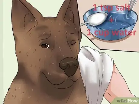 Image intitulée Clean a Dog's Wound Step 6