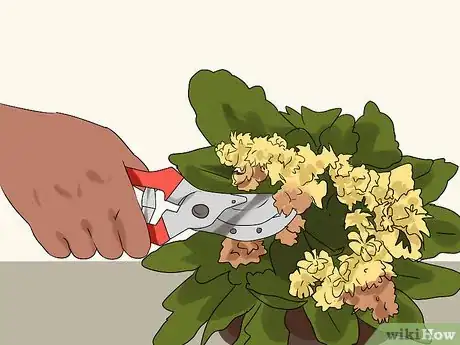Image intitulée Grow Kalanchoe Step 13