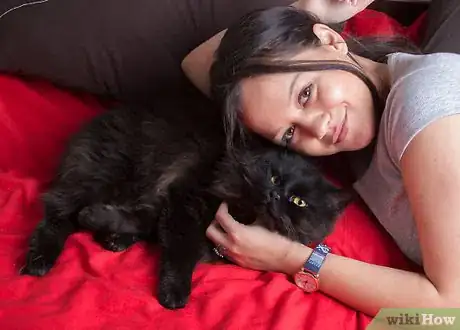 Image intitulée Give Your Cat a Massage Step 3