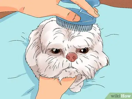 Image intitulée Groom Shih Tzus Step 4