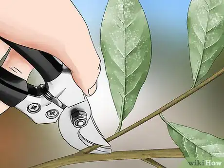 Image intitulée Get Rid of the Whitefly Step 2