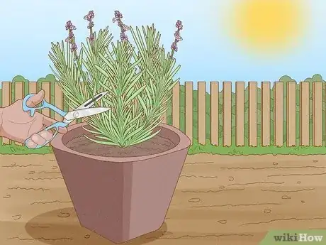 Image intitulée Plant Lavender in Pots Step 13