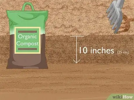 Image intitulée Grow Saffron Step 3