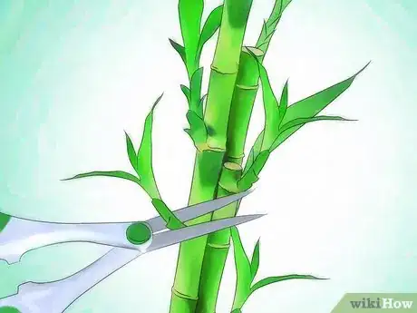 Image intitulée Grow Lucky Bamboo Step 10