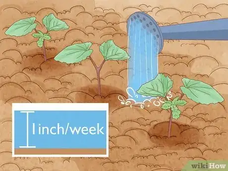 Image intitulée Grow Okra Step 6